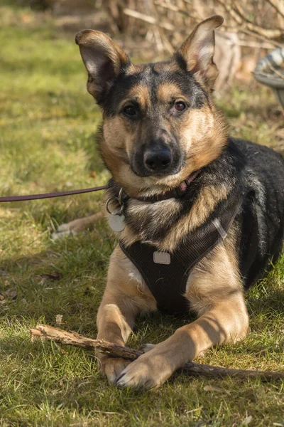 Míchaný Pes Mezi Německým Ovčákem Labradorským Retrívrem Při Lerningu Zahradě — Stock fotografie