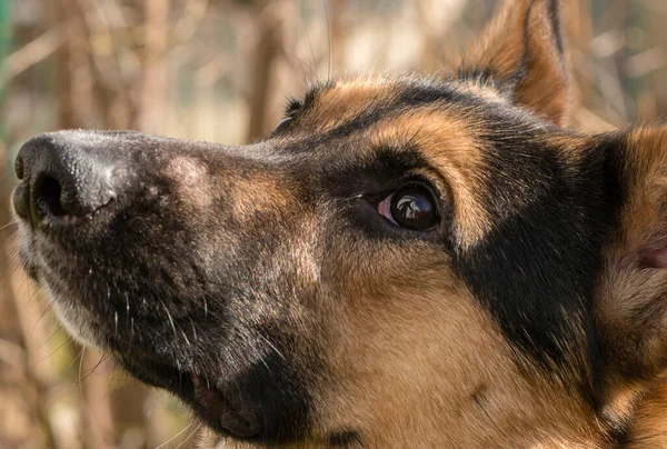 ドイツの羊飼いとラブラドールレトリバーの間の混合品種の犬庭でのラーニングで — ストック写真