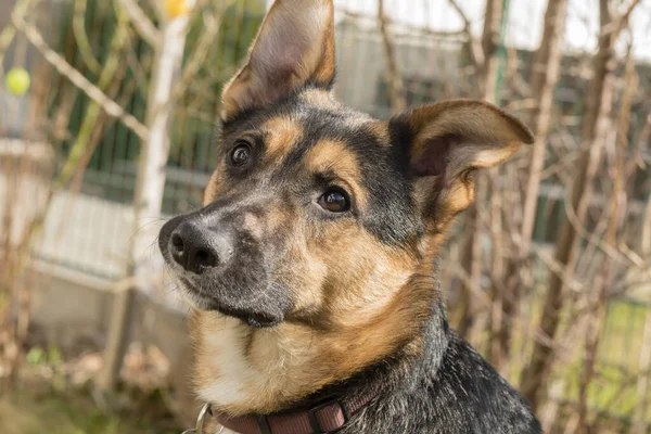 Míchaný Pes Mezi Německým Ovčákem Labradorským Retrívrem Při Lerningu Zahradě — Stock fotografie