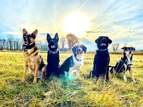 畑に座っている5匹の犬からの太陽に対する写真 — ストック写真