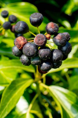 Baharda gün ışığında sarmaşık (Hedera sarmaşığı) üzerindeki böğürtlen aşısı
