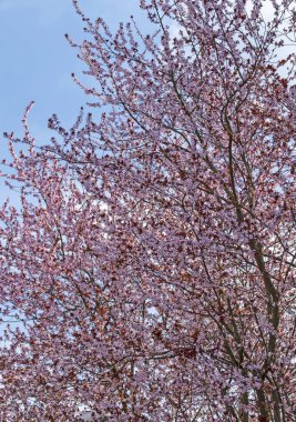 Mavi gökyüzünün önündeki muhteşem pembe süslemeli kiraz ağacı.