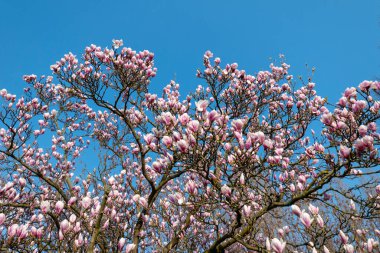 Baharda mavi gökyüzüne karşı pembe bir manolyanın ağaç tacına bakın.