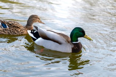 Erkek ördeğin makro görüntüsü. Gölette dişi bir ördeğin önünde yüzüyor.
