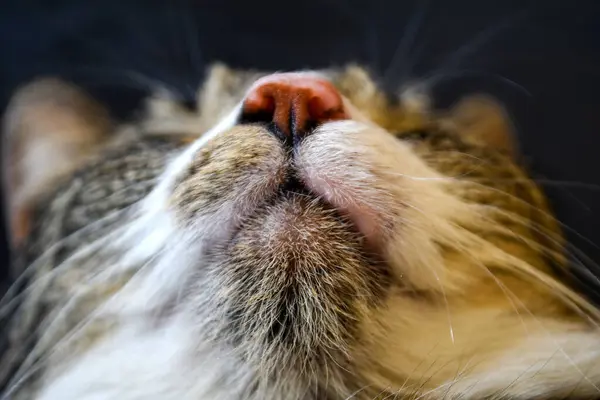 Macro Shot Face Relaxed Cute Striped Sleeping Cat — Stock Photo, Image