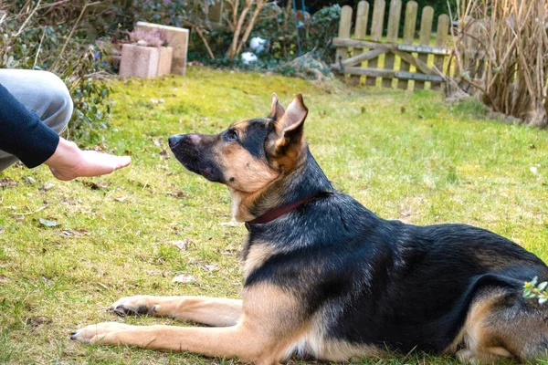 ドイツの羊飼いとラブラドールレトリバーの混合品種の犬は 彼の所有者からコマンドを学びます — ストック写真