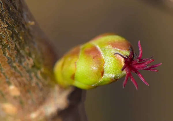 Fındık çiçeğinin (Corylus avellana) günışığında açtığı bir dişinin makro çekimi