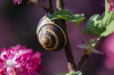 Çiçekli bir üzümün dalında oturan salyangoz (Ribes sanguineum)