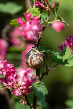 Çiçekli bir üzümün dalında oturan salyangoz (Ribes sanguineum)