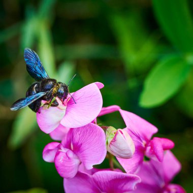 Bir bahçede marangoz arısı (Xylocopa) bir vetch (Cins Vicia) üzerinde.