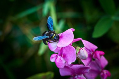 Bir bahçede marangoz arısı (Xylocopa) bir vetch (Cins Vicia) üzerinde.