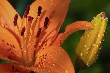 Turuncu zambak çiçeğinden (Lilium Bulbiferum) su damlalarıyla yakın çekim.