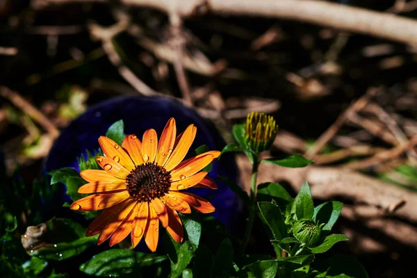 Makroaufnahme Einer Orangen Margerite Leucanthemum Mit Wassertropfen Der Sonne — Stockfoto