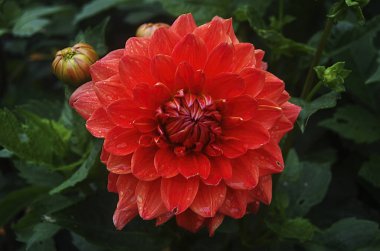 Güneş ışığında parlak renkli bir yıldız çiçeğinin makro görüntüsü..