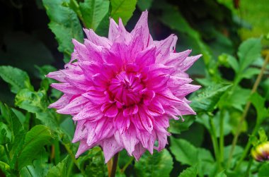 Güneş ışığında parlak renkli bir yıldız çiçeğinin makro görüntüsü..