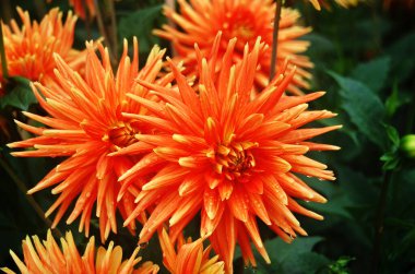 Güneş ışığında parlak renkli bir yıldız çiçeğinin makro görüntüsü..