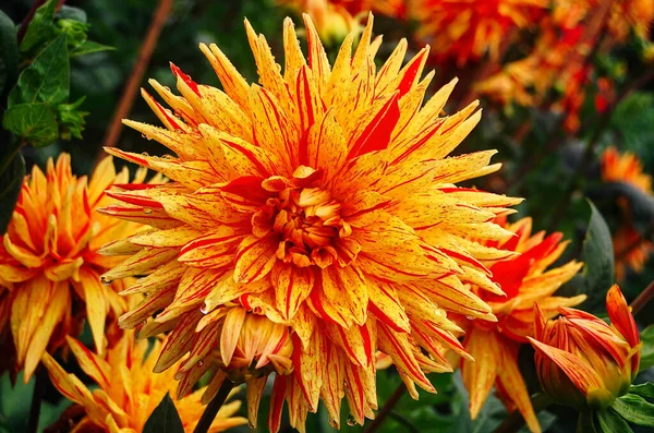 Güneş ışığında parlak renkli bir yıldız çiçeğinin makro görüntüsü..