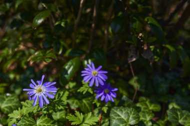 Mor çiçekli Anemone Blanda Mavi Tonları çalılıklardaki sarmaşıkların arasında.