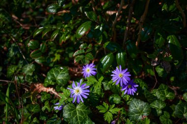 Mor çiçekli Anemone Blanda Mavi Tonları çalılıklardaki sarmaşıkların arasında.