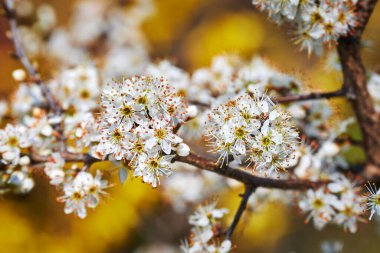 Bahar izlenimleri. Meyve çiçekli. Gün ışığındaki bir bahçenin canlı renkleri önünde..