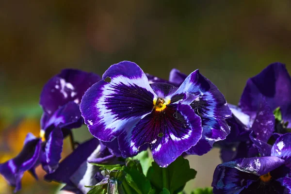 Closeup Colorful Pansies Viola Wittrockiana Sunshine — Stock Photo, Image