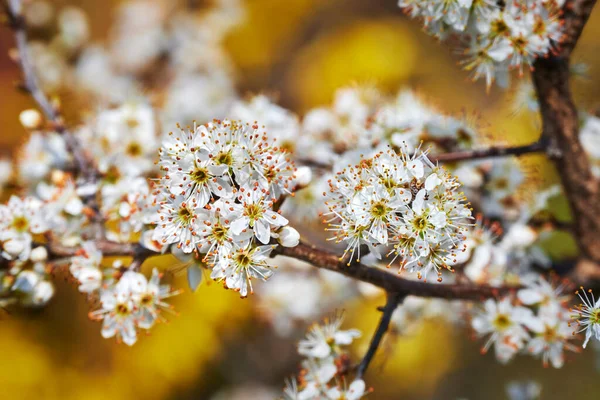 Bahar izlenimleri. Meyve çiçekli. Gün ışığındaki bir bahçenin canlı renkleri önünde..