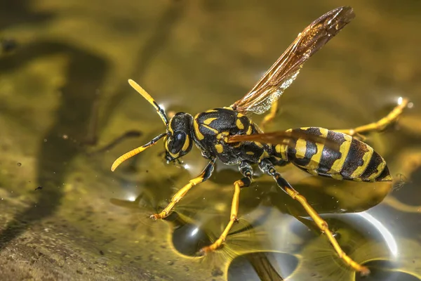 在炎热的阳光灿烂的日子里 大黄蜂 Polistes Dominula 从花园里的皮中喝水的宏观镜头 — 图库照片
