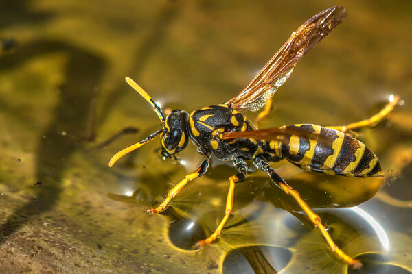 Macro shot of a wasp (Polistes Dominula) drinking water from a peel in the garden on a hot sunny day.