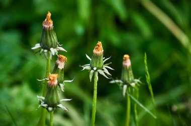 Solmuş bir karahindibanın (Taraxacum cinsi) aşırı gelişmiş bir bahçedeki makro görüntüsü..