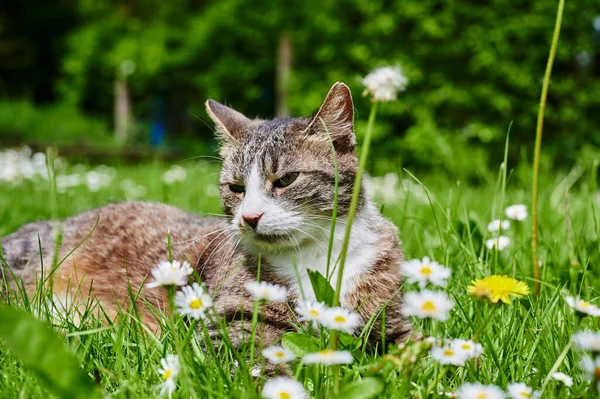 Mladá Kočka Užívá Slunce Zahradě — Stock fotografie