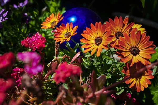 Makroaufnahme Einer Orangen Margerite Leucanthemum Der Sonne — Stockfoto