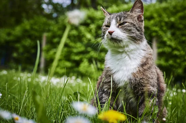 정원에서 햇볕을 즐기고 고양이 — 스톡 사진