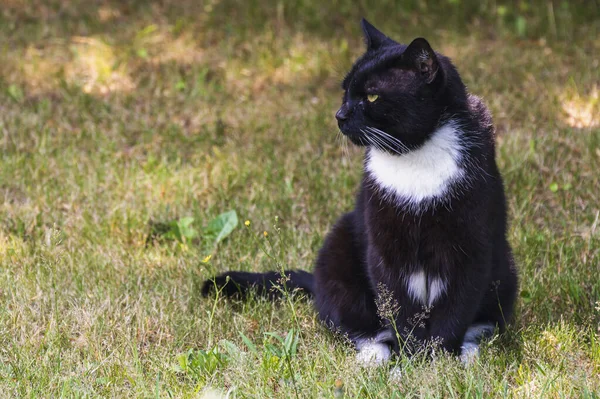Ένας Ασπρόμαυρος Γάτος Απολαμβάνει Λιακάδα Στον Κήπο — Φωτογραφία Αρχείου