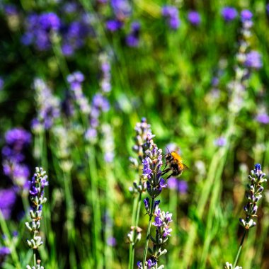 Lavandula angustifolia (Lavandula angustifolia) üzerinde yabani otlakta yaban arısı (Bombus).