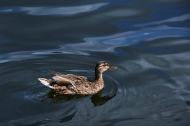 Yüzen dişi ördeğin yakın çekimi. Güneş, parlak mavi sularla dolu bir gölde parlıyor..