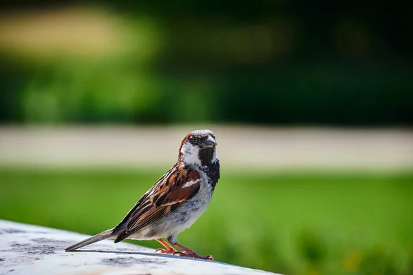 Sparrow Passeridae Close Com Muito Espaço Para Texto Frente Fundo — Fotografia de Stock