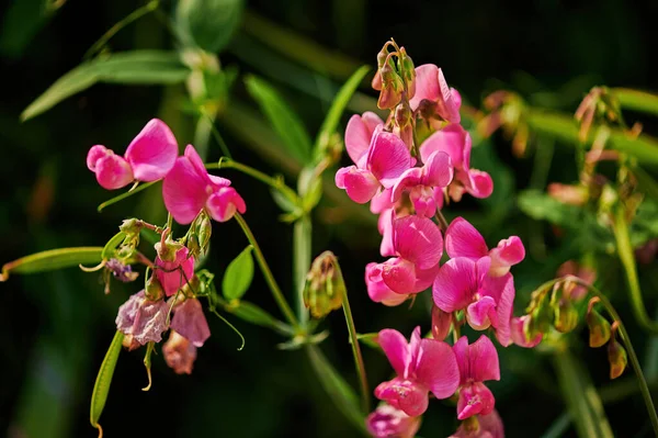 Makro Lövés Egy Fényes Rózsaszín Vetch Vicia Napfényben — Stock Fotó