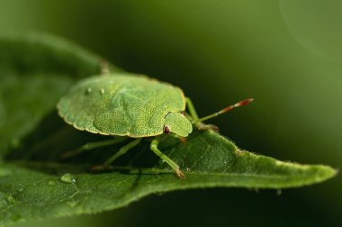 Yeşil bir kalkan böceğinin (Palomena prasina) su damlaları olan bir yaprağın üzerinde otururken makro görüntüsü.