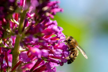 Buddleia 'daki bir bal arısının (Apis mellifera) güneşte çiçek açması üzerine.