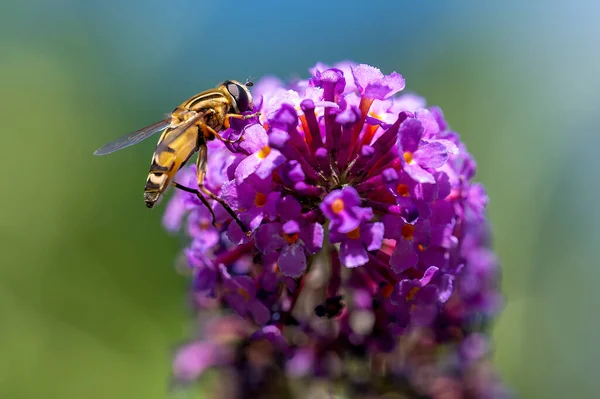 Nahaufnahme Von Einer Mimischen Schwebfliege Syrphidae Auf Buddleia Blüten Der — Stockfoto