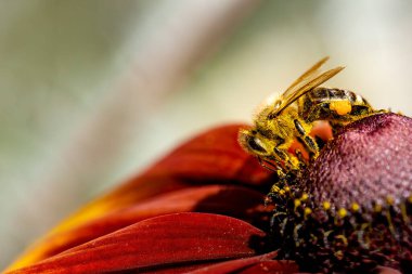 Bir ateş tekerindeki (Gaillardia pulchella) bir bal arısından (Apis mellifera) gün ışığında yaklaş.