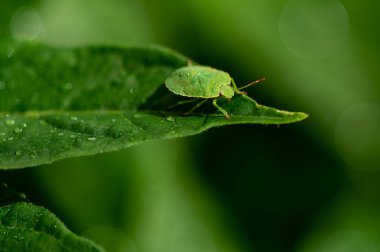 Yeşil bir kalkan böceğinin (Palomena prasina) su damlaları olan bir yaprağın üzerinde otururken makro görüntüsü.