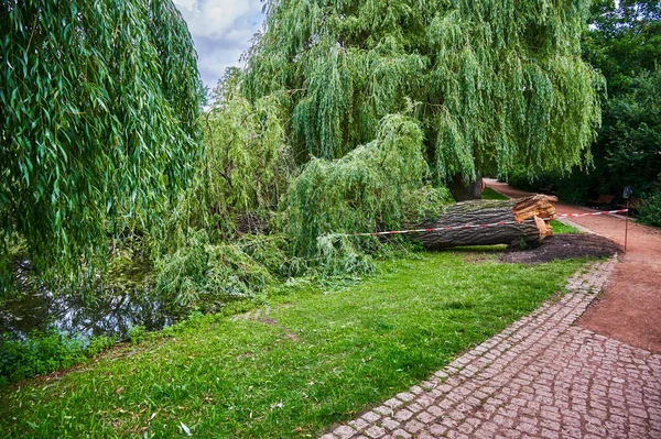 Photo Old Tree Has Broken Park — Stock Photo, Image