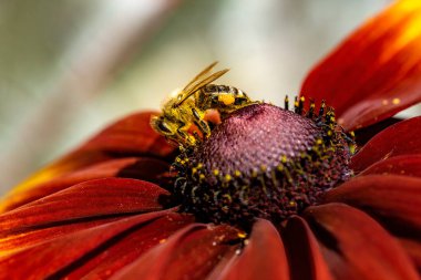 Bir ateş tekerindeki (Gaillardia pulchella) bir bal arısından (Apis mellifera) gün ışığında yaklaş.