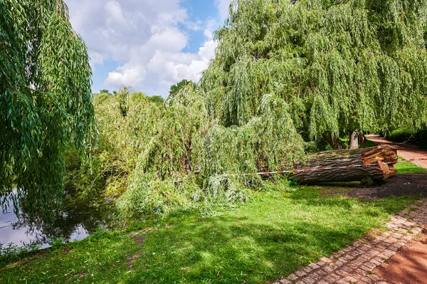 Photo Old Tree Has Broken Park — Stock Photo, Image