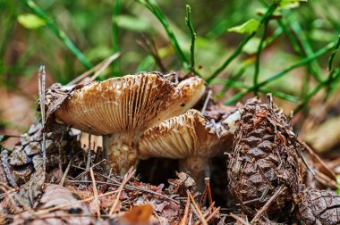 Sonbahar topraklarında çam iğneleri ve yapraklarla yetişen mantara bakın..