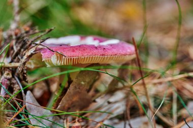 Sonbahar topraklarında çam iğneleri ve yapraklarla yetişen mantara bakın..