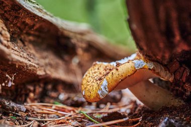 Sonbahar topraklarında çam iğneleri ve yapraklarla yetişen mantara bakın..