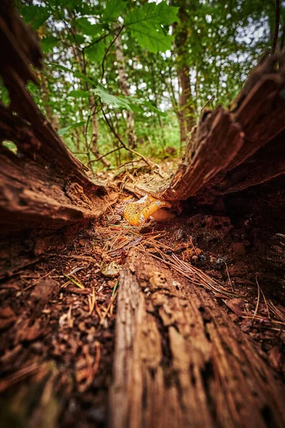 Vue Sur Champignon Qui Pousse Sur Sol Automne Avec Des — Photo