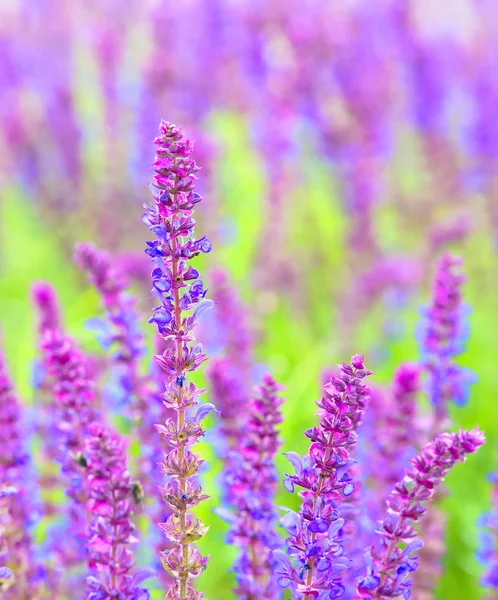 Salbeiblüten, Salvia officinalis, Mai, Dobrogea, Rumänien — Stockfoto